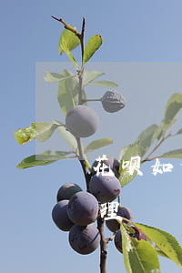 花呗如何免息分期还款（花呗免息分期怎么办理）