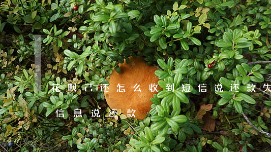 花呗己还怎么收到短信说还款失败-花呗发信息说还款