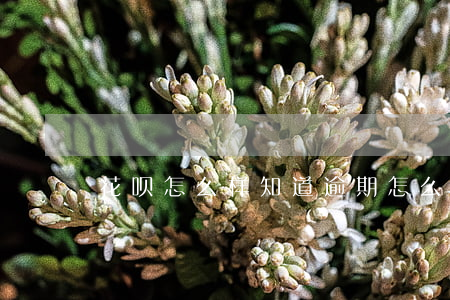 花呗怎么样知道逾期 怎么看花呗是否逾期