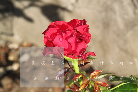花呗怎么逾期后什么时候可以开通-花呗怎么逾期后什么时候可以开通