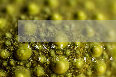 花呗怎样看几个月一共还欠多少钱-花呗怎么看之后几个月要还多少