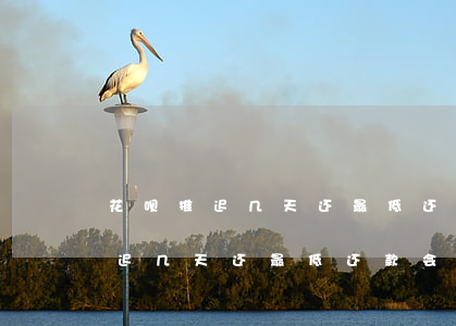 花呗推迟几天还最低还款会怎么样-花呗推迟几天还最低还款会怎么样吗
