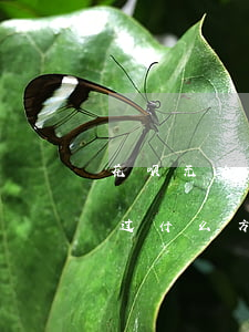 花呗无力偿还如何协商-花呗还不上可以通过什么方法协商吗