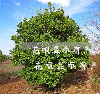 花呗显示有产品逾期行为不限于借呗花呗-花呗显示有产品逾期无法使用花呗购物什么意思