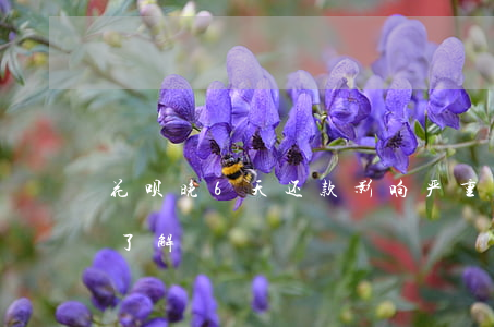 花呗晚6天还款影响严重吗？逾期后果你需了解