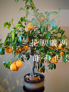 花呗晚两天还算逾期吗(花呗还晚几天逾期了咋办 但是钱还了)
