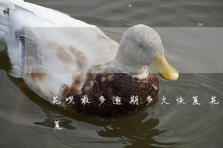 花呗最多逾期多久恢复(花呗最多逾期多久恢复)