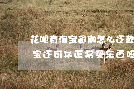 花呗有淘宝逾期怎么还款(支付宝花呗逾期,淘宝还可以正常买东西吗0)