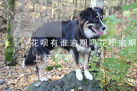 花呗有谁逾期吗(花呗逾期会有不良什么吗会上征信吗)