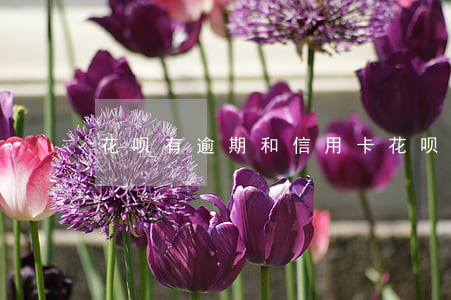 花呗有逾期和信用卡(花呗有逾期和信用卡)