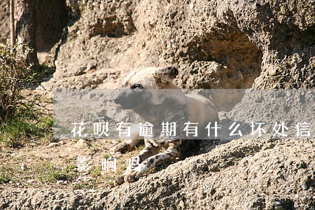 花呗有逾期有什么坏处(信用卡逾期,花呗会受影响吗?)