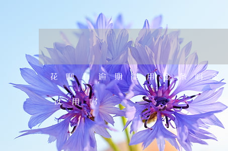 花呗有逾期能用金条吗(金条逾期了以后还可以用吗)