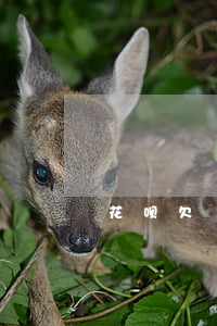 花呗欠100可以逾期多长时间-