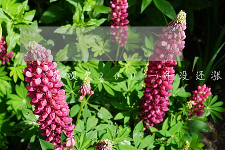 花呗欠200一年没还涨多少钱-