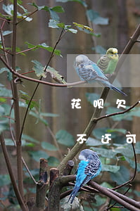 花呗欠300个月没还(花呗欠了300多块不还,可以下个月还吗?)