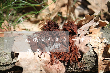 花呗欠400一年没还(花呗4000块两年没还)
