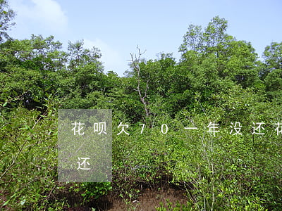 花呗欠70一年没还(花呗2000块两年没还)