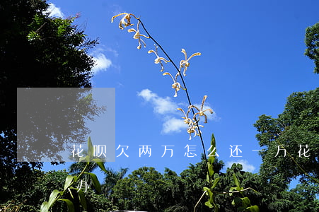 花呗欠两万怎么还一万(花呗两万还不上怎么办?)