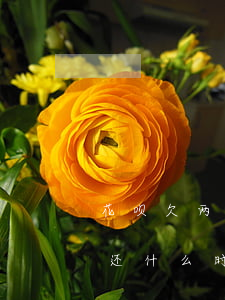 花呗欠两千四个月没还(花呗4千块5个月未还什么时候能恢复)