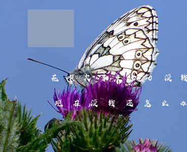 花呗欠了400没钱还(欠花呗3000块钱,现在没钱还怎么办啊)