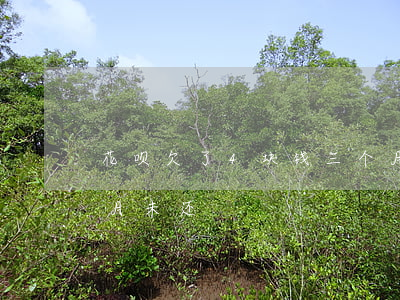 花呗欠了4块钱三个月没还(花呗4千块5个月未还)