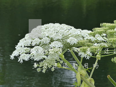花呗欠了一年多才还还能用吗(花呗欠了一年多才还还能用吗)