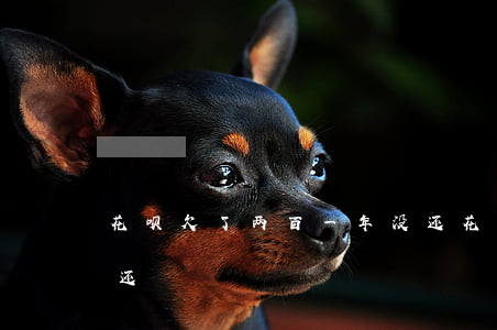 花呗欠了两百一年没还(花呗欠了两百一年没还)