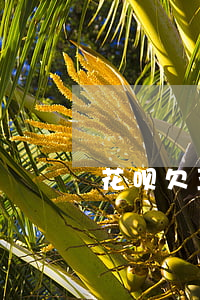 花呗欠五百块逾期五年需要还多少