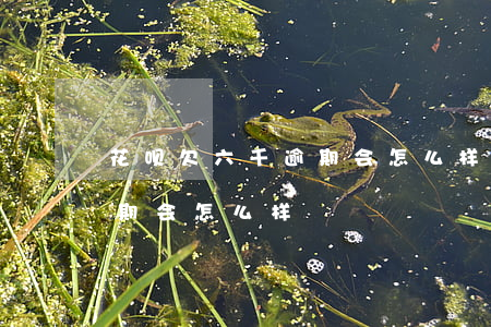 花呗欠六千逾期会怎么样(欠了花呗十几万逾期会怎么样)