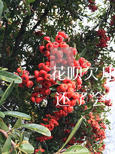 花呗欠几百两年没还(花呗欠几块钱几年没有还了会怎么样)