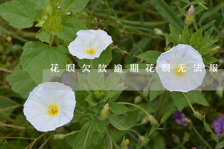 花呗欠款逾期花呗无法服务怎么还