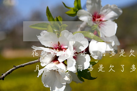 花呗每月要还3百多是欠了多少钱-花呗每月要还3百多是欠了多少钱呢