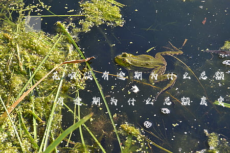 花呗没有逾期为什么总额度变少了-花呗没有逾期为什么总额度变少了呢