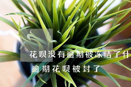 花呗没有逾期被冻结了什么时候能解开（没有逾期花呗被封了）