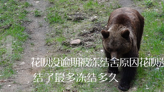 花呗没逾期被冻结舍原因(花呗没有逾期被冻结了,最多冻结多久)