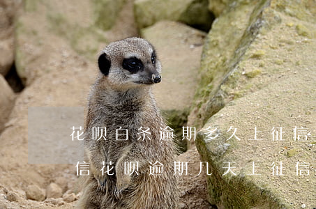 花呗白条逾期多久上征信 花呗逾期多久上征信 花呗逾期几天上征信