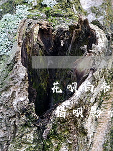 花呗白条逾期影响房贷吗(用过白条 金条 花呗 借呗影响房贷吗)