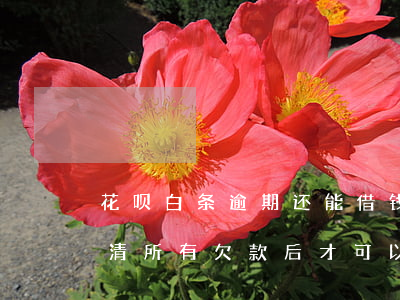 花呗白条逾期还能借钱吗(花呗逾期必须要还清所有欠款后才可以分期吗)