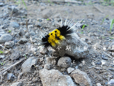 花呗的分期付款是逾期吗(蚂蚁花呗分期逾期了为什么还要全额还款)