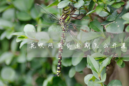 花呗网商贷逾期怎么开通