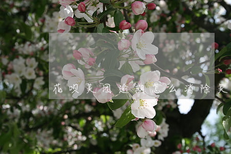 花呗美团逾期怎么消除(美团怎么花呗付款)