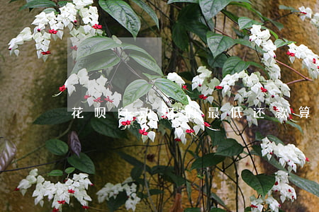 花呗自动扣的最低还款算逾期吗-