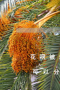 花呗被封了欠的钱可以分期还吗-花呗封停可以分期还款吗