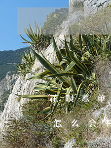 花呗账单逾期怎么还款(花呗上没有还款账单怎么会有逾期账单)