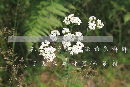 花呗账户逾期冻结怎样解冻(花呗逾期被冻结了,怎么样才可以解封)