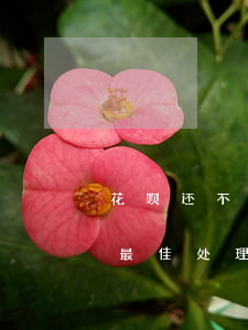 花呗还不上可以停息挂账吗-借呗无力还款最佳处理方法