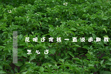 花呗还完钱一直说逾期(我的支付宝花呗逾期怎么还)