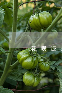 花呗还最低还款额好还是分期好-