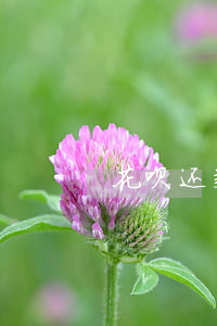 花呗还款日15号能14号还吗-