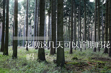 花呗这几天可以逾期吗(花呗这几天可以逾期吗)